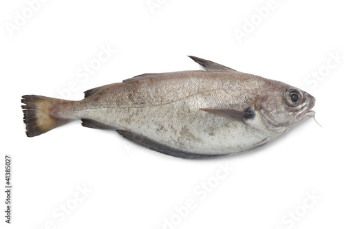 Φωτογραφία Single fresh pout whiting