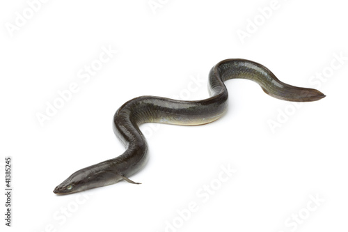 Single fresh  European eel photo
