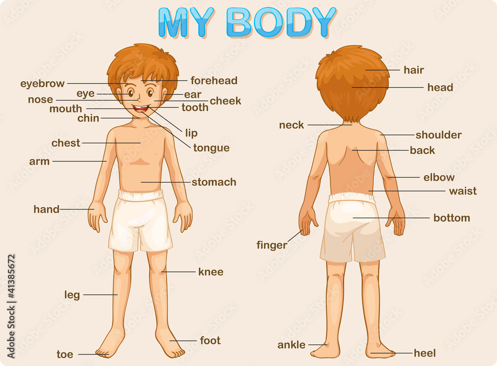 Naklejka premium my body