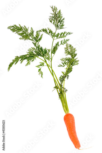 La carotte et ses fanes