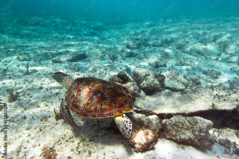 Obraz premium Green turtle in nature of Caribbean sea