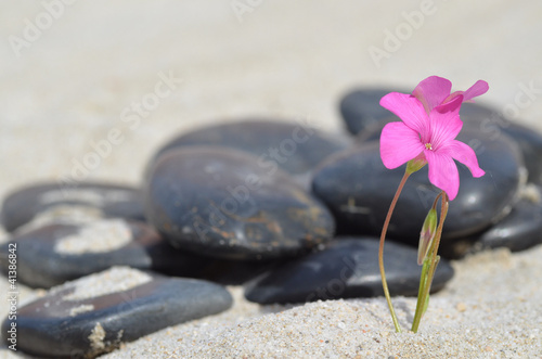 Fleur isolée sur la plage