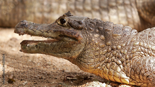 crocodile portrait 6286