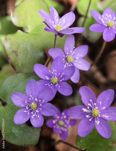 liverwort nr12