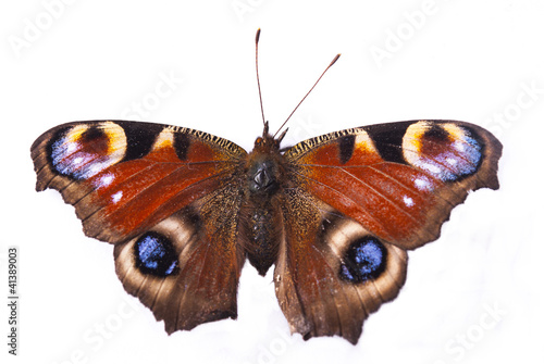 peacock butterfly on a white background