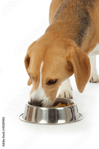 chien Beagle mangeant croquettes © mariesacha