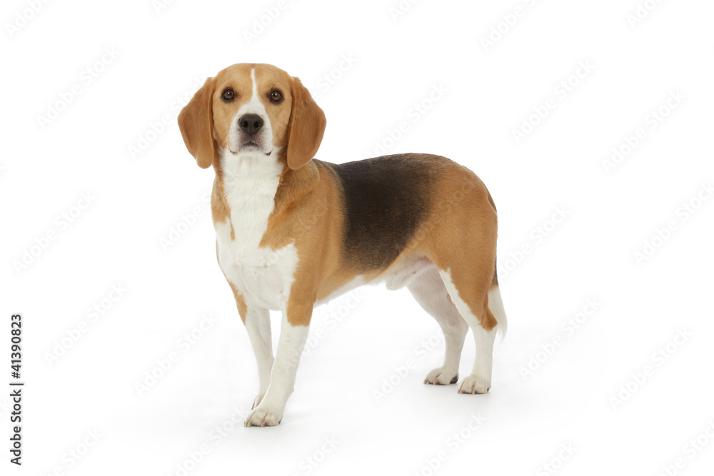 portrait chien Beagle debout