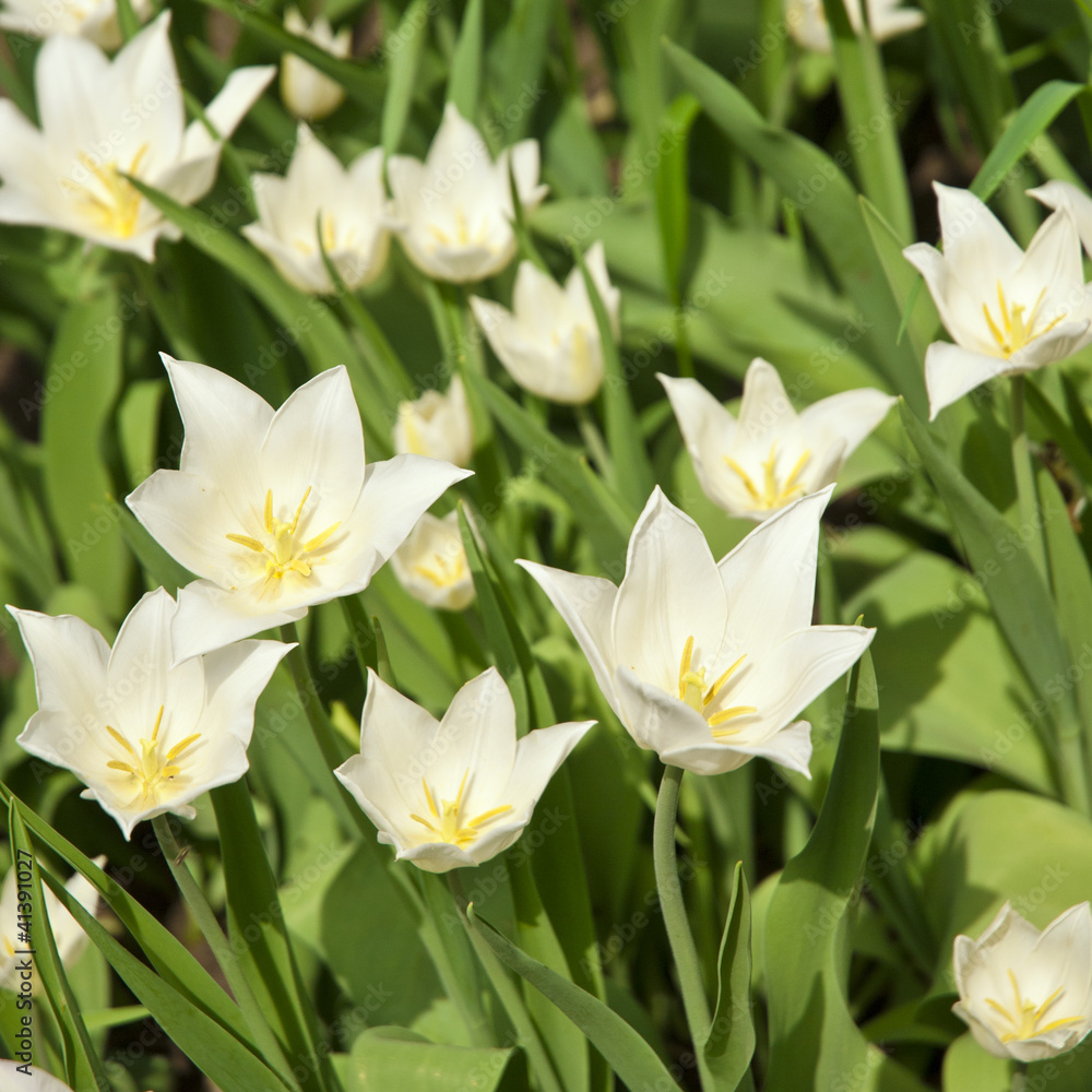 Spring background with beautiful white tulips