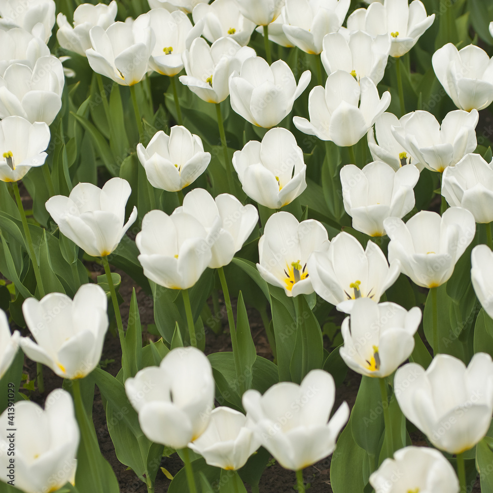 Obraz premium Spring background with beautiful white tulips