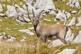 young male alpine ibex