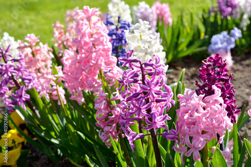 Blooming colorful pink, blue and purple hyacinth flowers close-up. Green summer garden. Panoramic image. Nature, gardening, floristic, landscape design photo