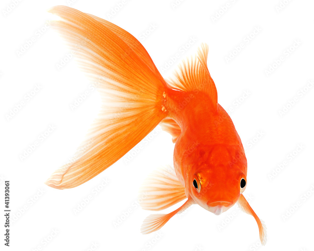 Obraz premium Gold Fish on White Background