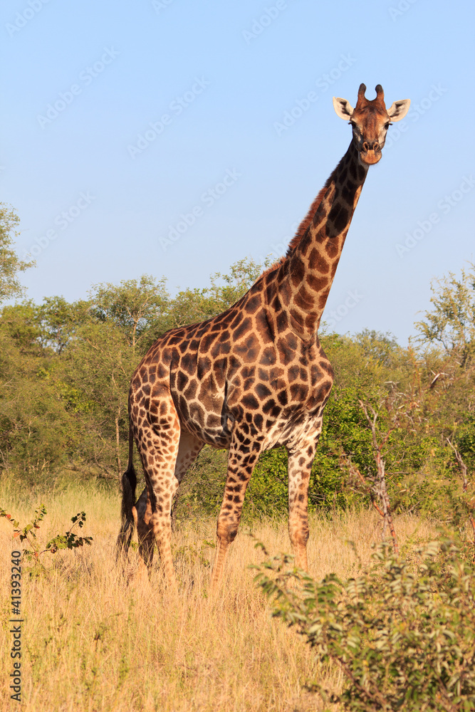 Obraz premium Giraffe