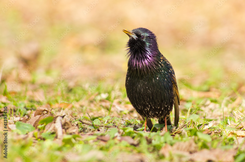 Obraz premium Starling