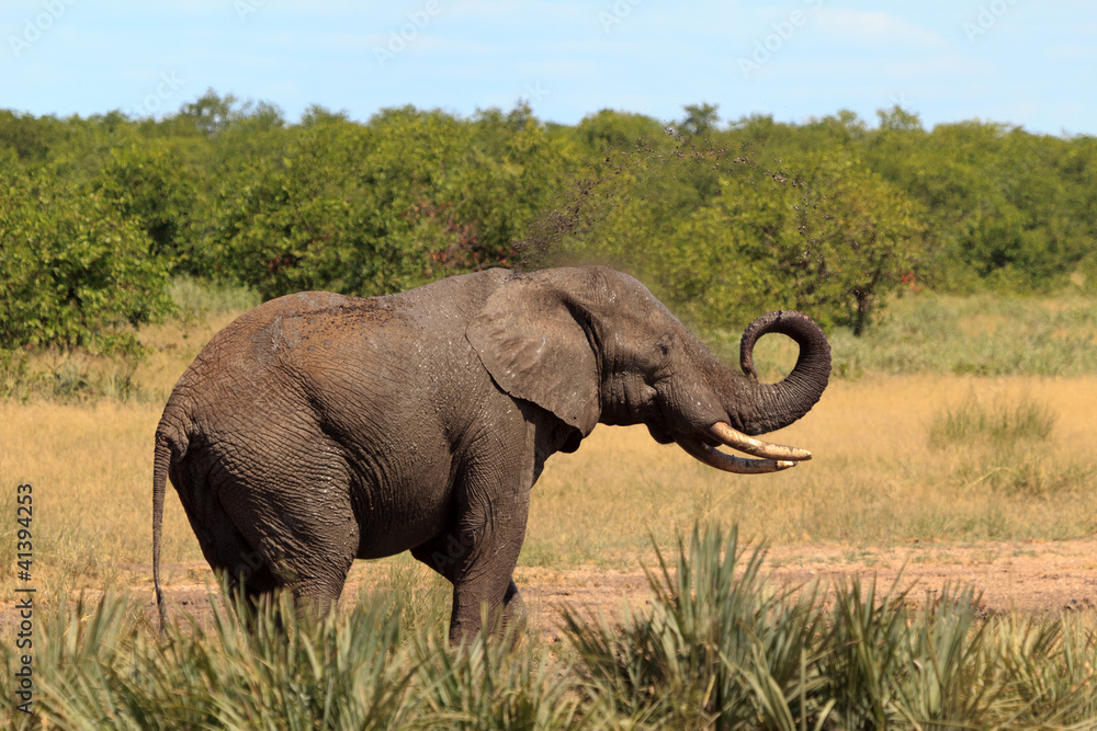 Obraz premium Elefant