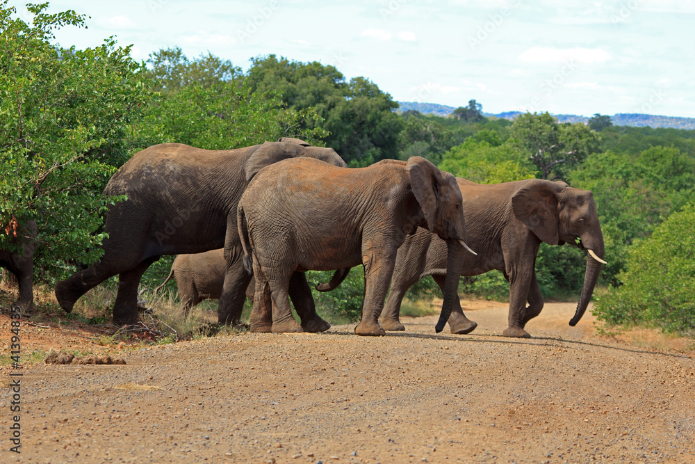 Fototapeta premium Elefantenherde