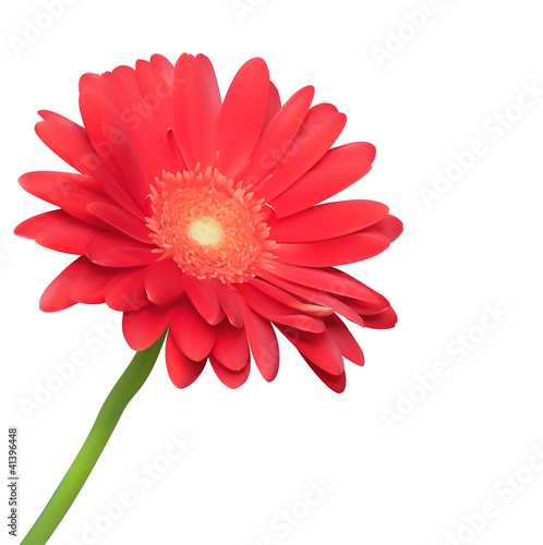 Red flower on white background