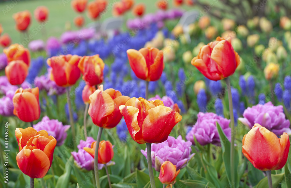 Beautiful field of colorful tulips
