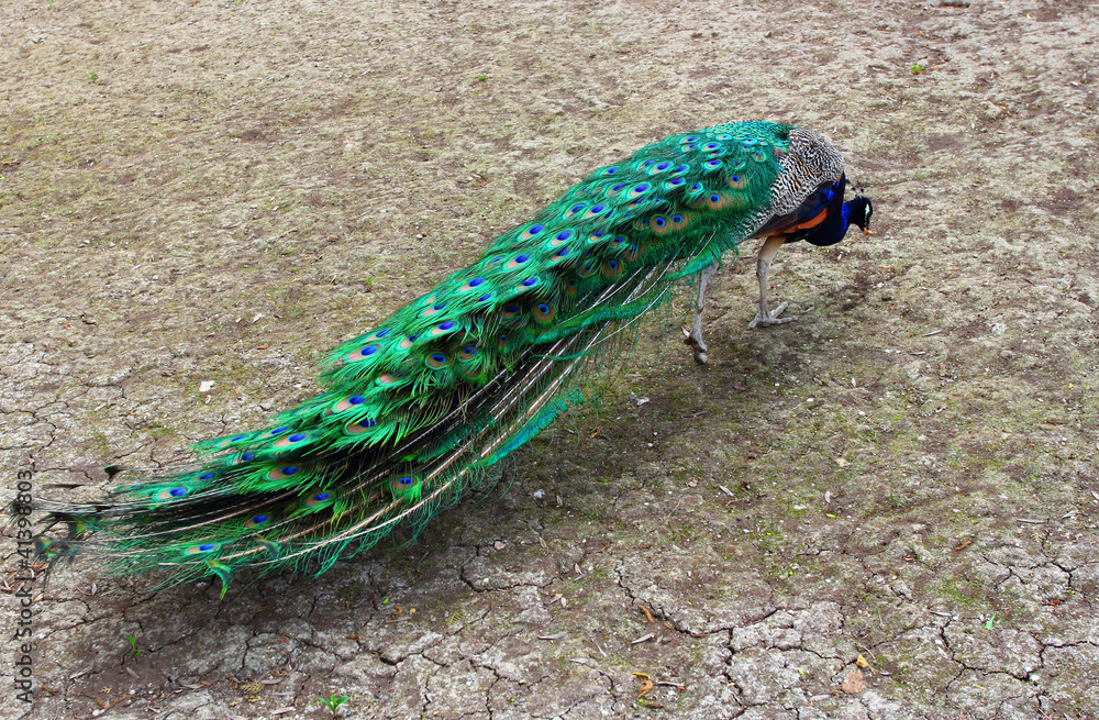 Fototapeta premium Beautiful male peacock outdoors showing his long tail