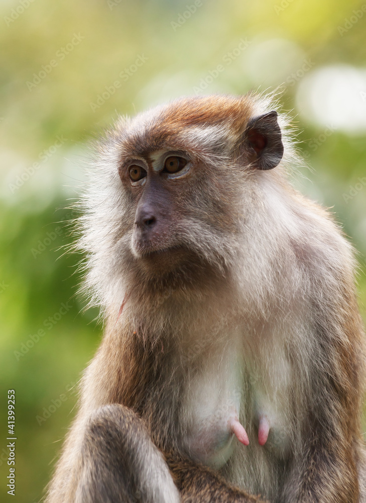 macaque monkey