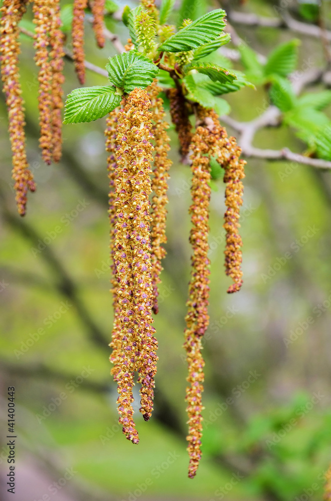 Fototapeta premium Birkenpollen - seed of birch 06
