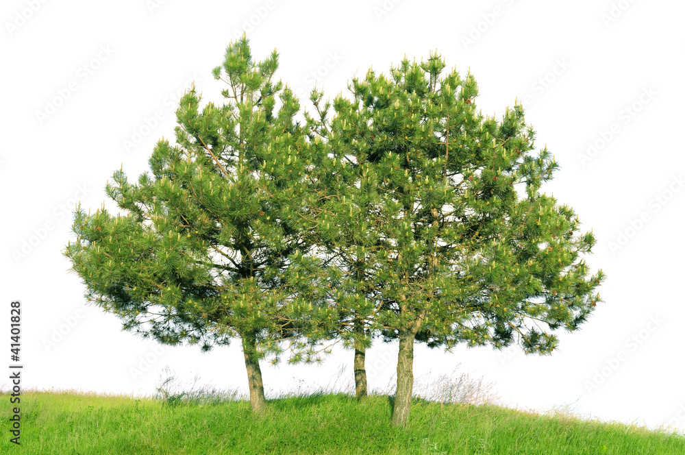 Naklejka Scotch pine (Pinus sylvestris)