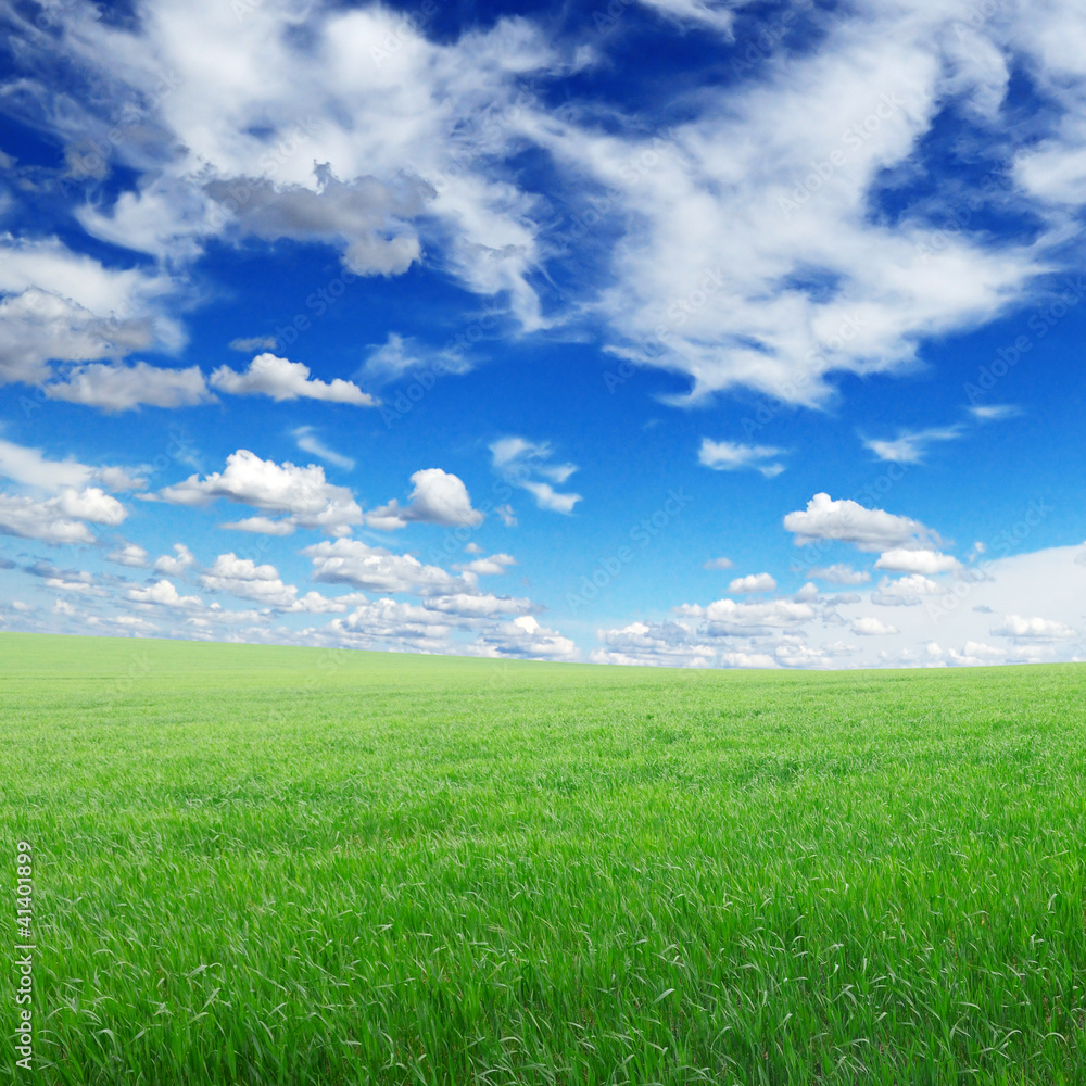 green field and sky