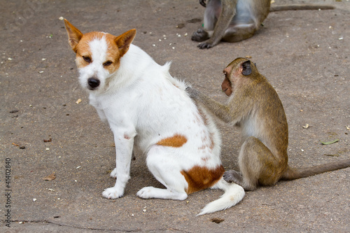 Monkeys checking for fleas and ticks in the dog