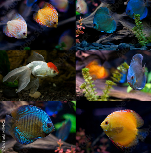 Collecton of aquarium fishes
