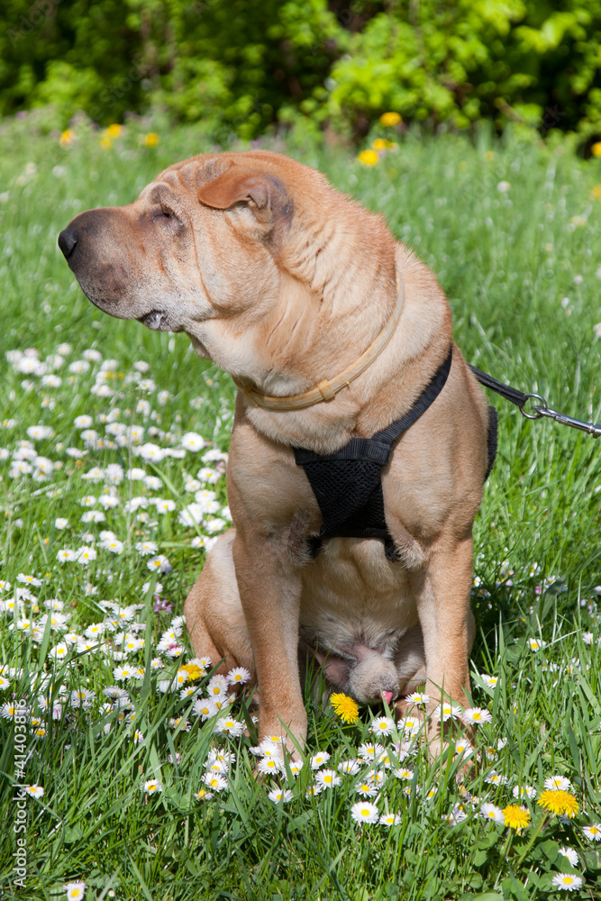 sharpei dog