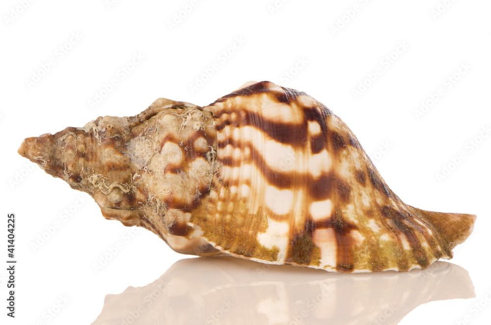 Sea shell Sea shell