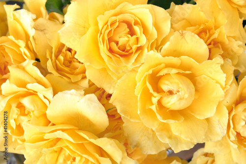 Yellow roses
