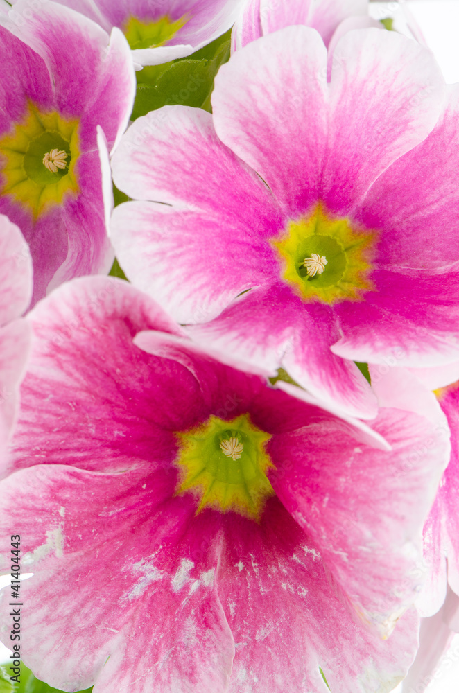 Closeup of pink primrose flowers Closeup of pink primrose flowers