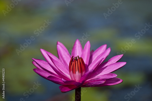 Pink lotus in lake focus one