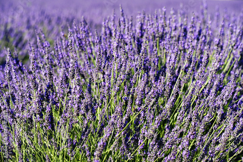 rich lavender