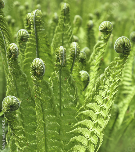 spring fern photo