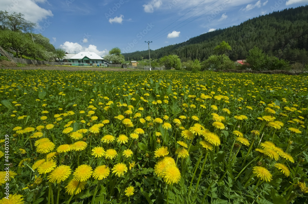 village landscape in countryside with flower meadow