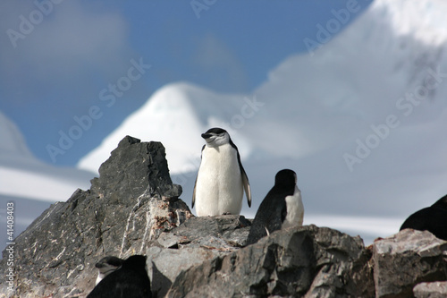 penguins in Antarctica