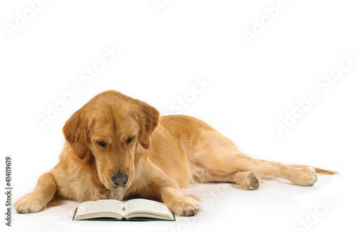 Golden retriever read a book