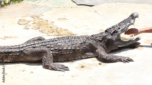 Crazy man put his hand in crocodile mouth