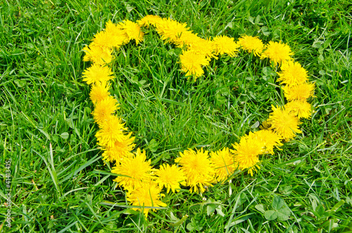 Herz aus gelben Löwenzahn Blumen auf grüner Wiese photo