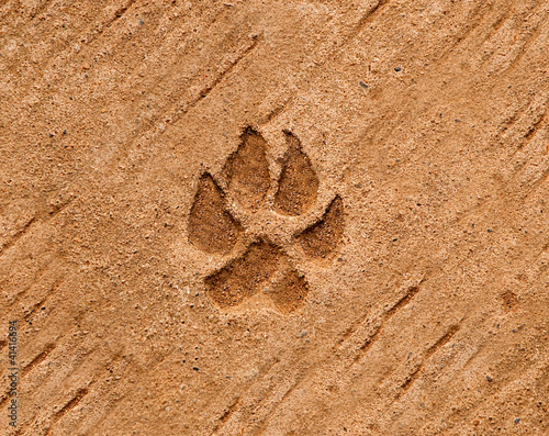 The Dog's footprinted on cement floor background