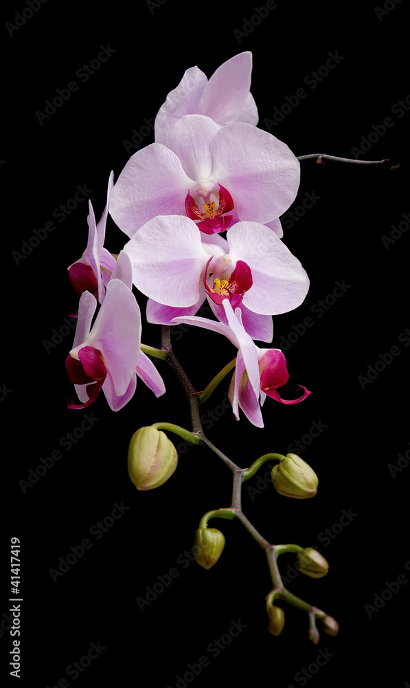 Phalaenopsis orchids blooming on a black background Phalaenopsis orchids blooming on a black background