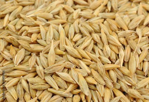 close up of pile of freshly harvested barley seeds