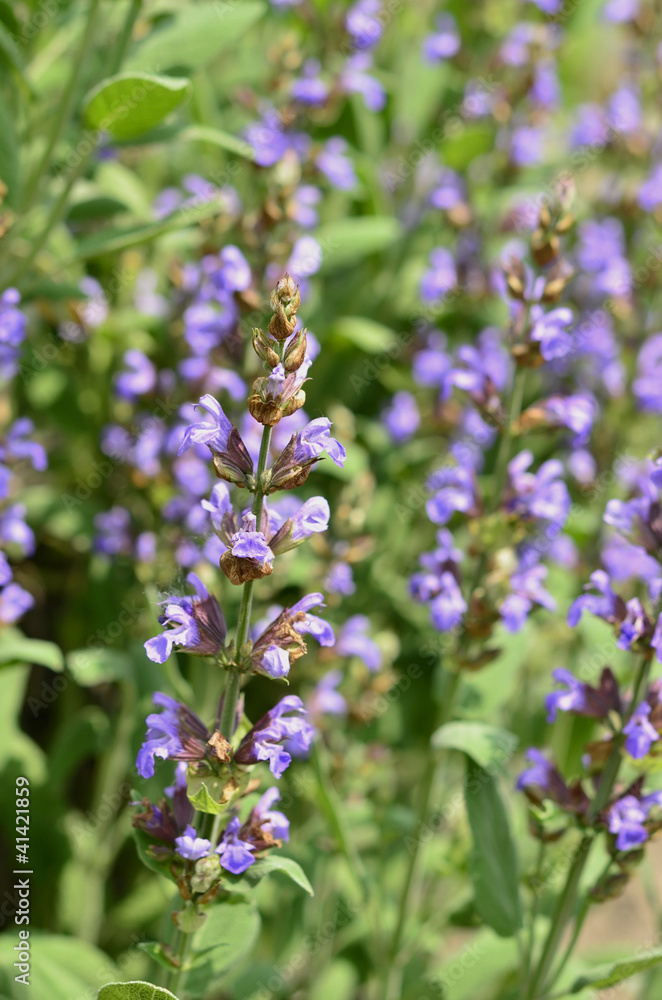 Clary Sage (Salvia sclarea) for background use Clary Sage (Salvia sclarea) for background use