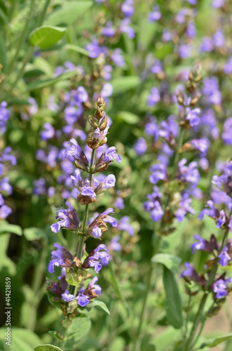 Clary Sage (Salvia sclarea) for background use
