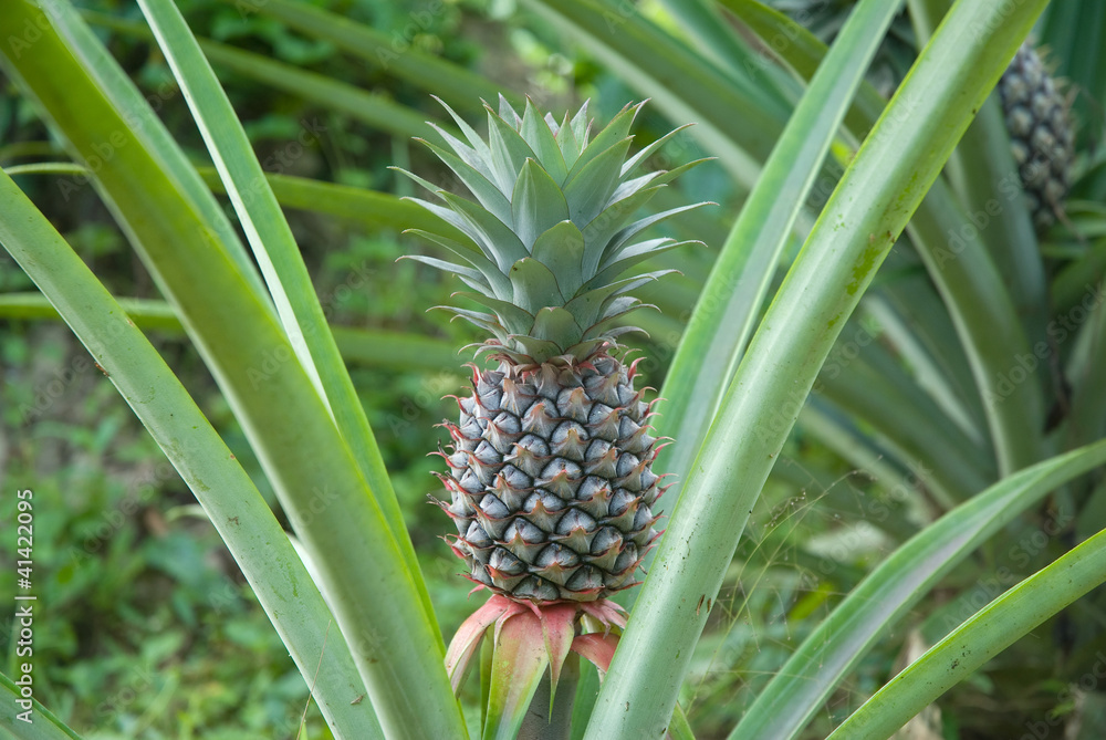 Fresh tropical pineapple .