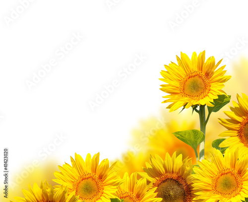 Fototapeta Naklejka Na Ścianę i Meble -  sunflowers isolated on white