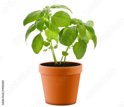 Basil Plant In A  Pot