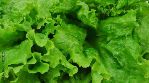 Close up of fresh,green salad
